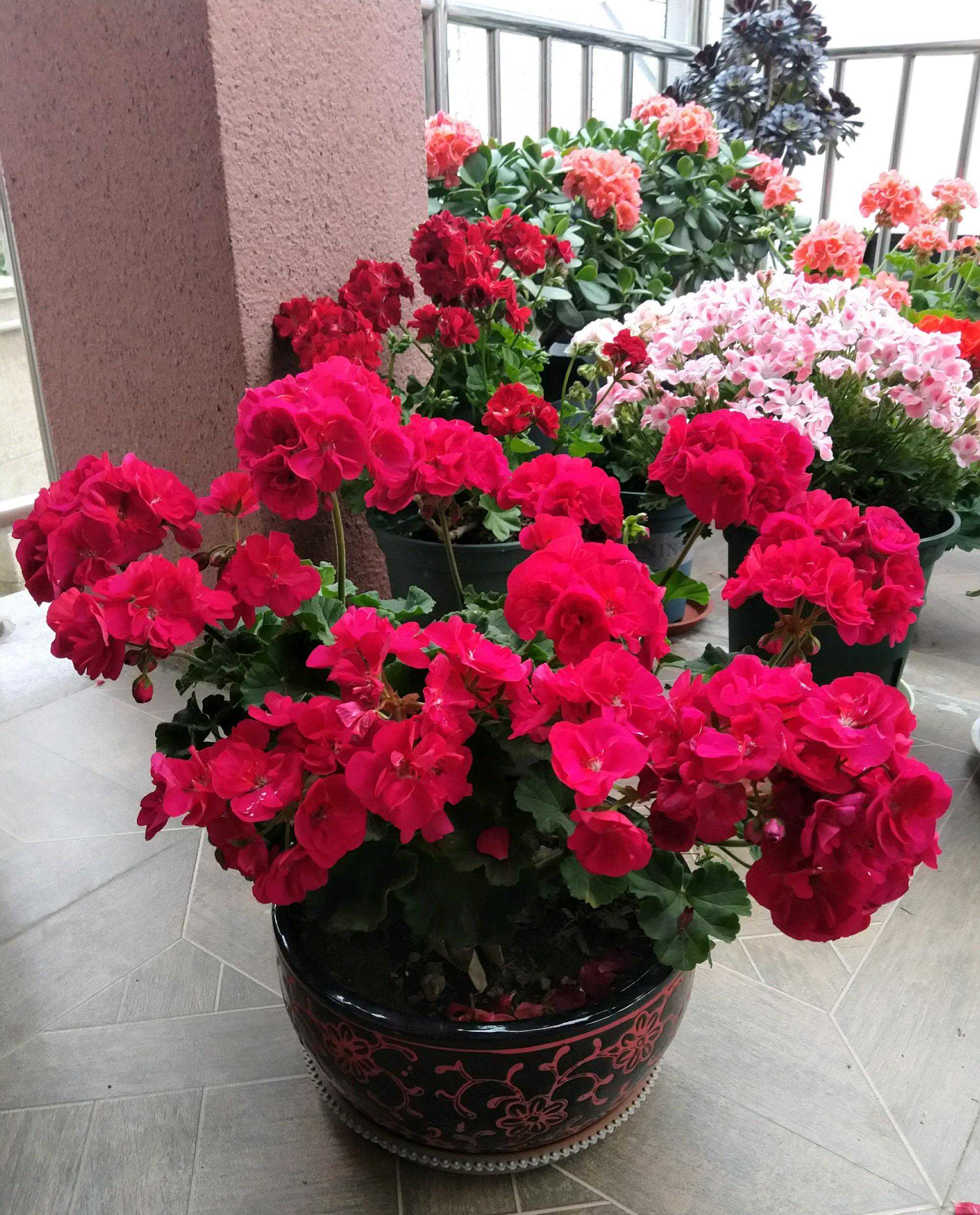 天竺葵的7个“大优点”，一年四季花不断，家里养十盆也不嫌多