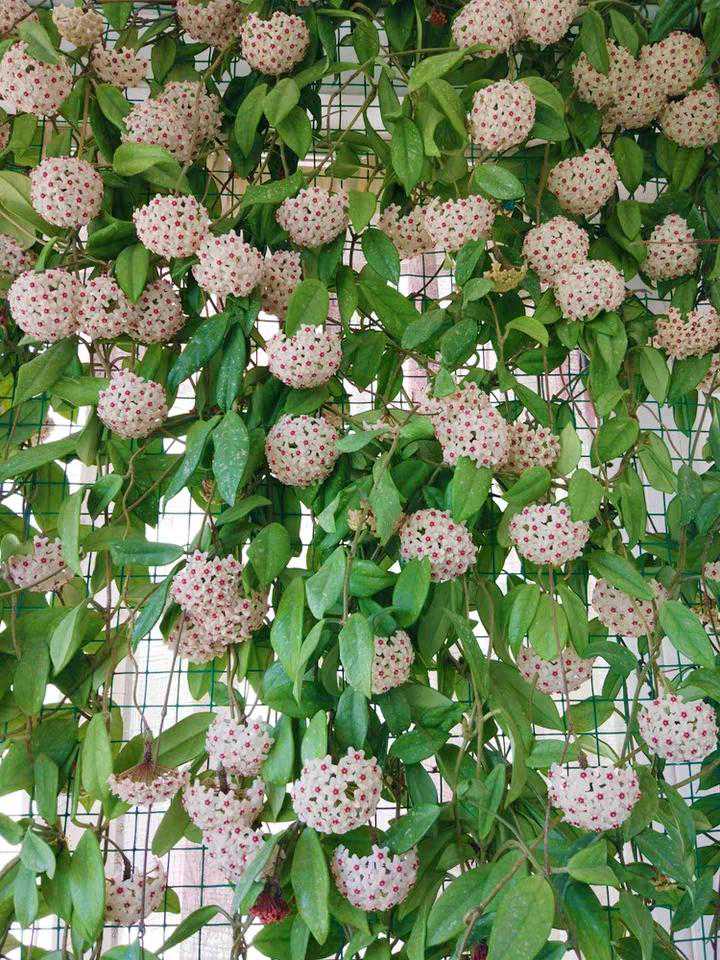 7种耐阴花，家里光照差，也能四季开花，叶子高档，寓意吉利