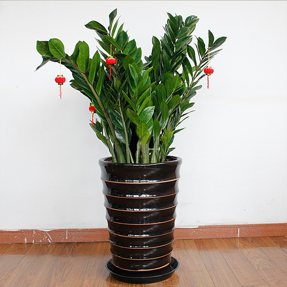 11种“耐阴花”，光照差也能开爆盆，养在客厅“超有范”