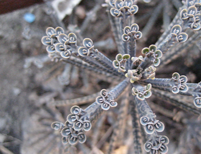多肉最好养了，不死鸟锦控制好水量，生命力顽强不容易死